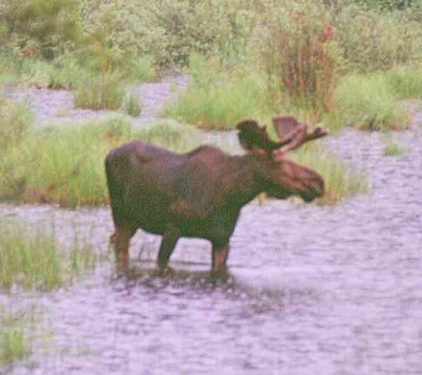 Bull in Shallow Water.jpg (20661 bytes)