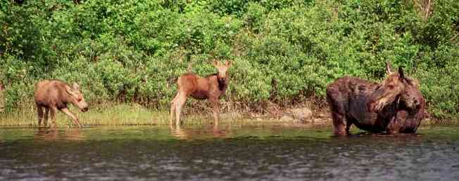 Cow and Calves 2.jpg (25962 bytes)